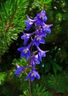 Einzelbild 4 Hoher Rittersporn - Delphinium elatum