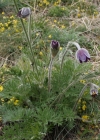 Einzelbild 3 Berg-Anemone - Pulsatilla montana