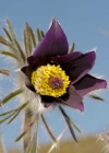 Einzelbild 4 Berg-Anemone - Pulsatilla montana