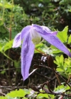 Einzelbild 1 Alpen-Waldrebe - Clematis alpina