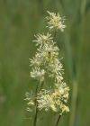 Einzelbild 1 Gelbe Wiesenraute - Thalictrum flavum