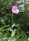 Einzelbild 3 Schlaf-Mohn - Papaver somniferum