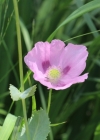 Einzelbild 1 Schlaf-Mohn - Papaver somniferum