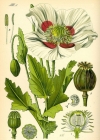 Einzelbild 4 Schlaf-Mohn - Papaver somniferum