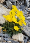 Einzelbild 3 Rätischer Alpen-Mohn - Papaver aurantiacum
