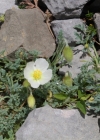Einzelbild 1 Sendtners Alpen-Mohn - Papaver sendtneri