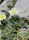 Einzelbild 2 Sendtners Alpen-Mohn - Papaver sendtneri
