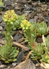Einzelbild 4 Wulfens Hauswurz - Sempervivum wulfenii