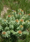Einzelbild 1 Rosenwurz - Rhodiola rosea
