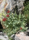 Einzelbild 2 Rosenwurz - Rhodiola rosea