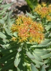 Einzelbild 3 Rosenwurz - Rhodiola rosea