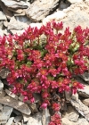 Einzelbild 3 Zweiblütiger Steinbrech - Saxifraga biflora