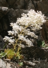 Einzelbild 1 Strauss-Steinbrech - Saxifraga cotyledon