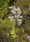 Einzelbild 3 Strauss-Steinbrech - Saxifraga cotyledon