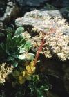 Einzelbild 4 Strauss-Steinbrech - Saxifraga cotyledon