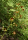 Einzelbild 1 Kies-Steinbrech - Saxifraga mutata