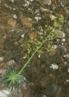 Einzelbild 2 Kies-Steinbrech - Saxifraga mutata