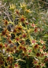 Einzelbild 3 Kies-Steinbrech - Saxifraga mutata