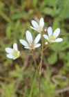 Einzelbild 1 Knöllchen-Steinbrech - Saxifraga granulata