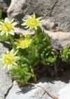 Einzelbild 1 Blattloser Steinbrech - Saxifraga aphylla