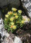 Einzelbild 2 Blattloser Steinbrech - Saxifraga aphylla