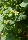 Einzelbild 1 Zweihäusige Zaunrübe - Bryonia dioica