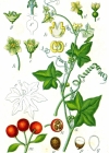 Einzelbild 3 Zweihäusige Zaunrübe - Bryonia dioica