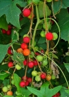 Einzelbild 4 Zweihäusige Zaunrübe - Bryonia dioica