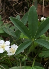 Einzelbild 2 Weisses Fingerkraut - Potentilla alba