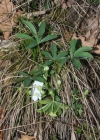 Einzelbild 3 Weisses Fingerkraut - Potentilla alba