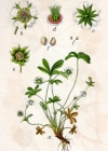 Einzelbild 4 Weisses Fingerkraut - Potentilla alba