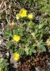 Einzelbild 1 Gletscher-Fingerkraut - Potentilla frigida