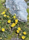 Einzelbild 2 Gletscher-Fingerkraut - Potentilla frigida
