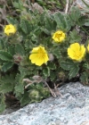 Einzelbild 3 Gletscher-Fingerkraut - Potentilla frigida