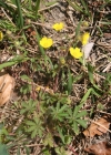 Einzelbild 2 Siebenblättriges Fingerkraut - Potentilla heptaphylla