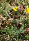 Einzelbild 3 Siebenblättriges Fingerkraut - Potentilla heptaphylla