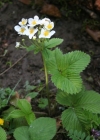 Einzelbild 2 Moschus-Erdbeere - Fragaria moschata