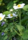 Einzelbild 1 Moschus-Erdbeere - Fragaria moschata