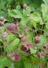 Einzelbild 4 Moschus-Erdbeere - Fragaria moschata