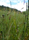 Einzelbild 2 Haarstielige Segge - Carex capillaris
