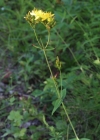 Einzelbild 2 Berg-Johanniskraut - Hypericum montanum