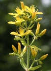 Einzelbild 1 Behaartes Johanniskraut - Hypericum hirsutum