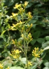 Einzelbild 2 Behaartes Johanniskraut - Hypericum hirsutum