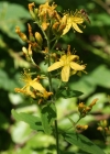 Einzelbild 3 Behaartes Johanniskraut - Hypericum hirsutum