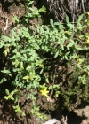Einzelbild 2 Niederliegendes Johanniskraut - Hypericum humifusum