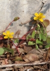 Einzelbild 2 Gehörnter Sauerklee - Oxalis corniculata