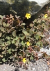 Einzelbild 3 Gehörnter Sauerklee - Oxalis corniculata