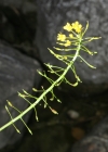 Einzelbild 1 Wasser-Sumpfkresse - Rorippa amphibia