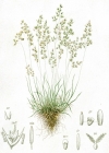 Einzelbild 2 Alpen-Straussgras - Agrostis alpina