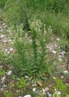 Einzelbild 2 Feld-Kresse - Lepidium campestre